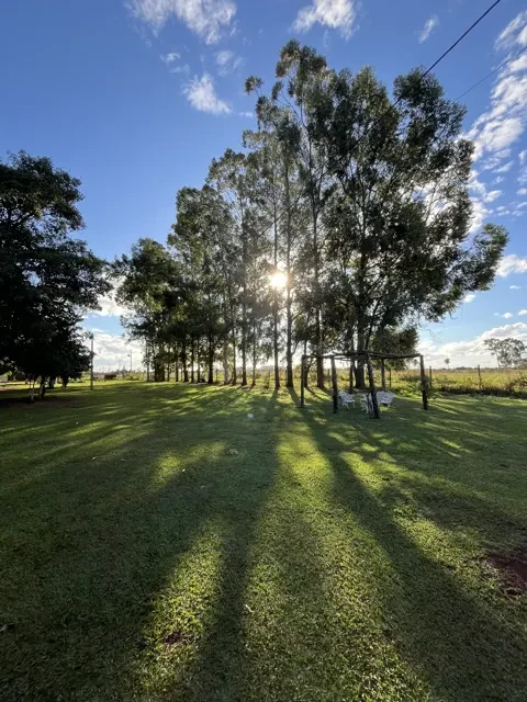 O sol atravessando os eucaliptos, com um banco branco no gramado