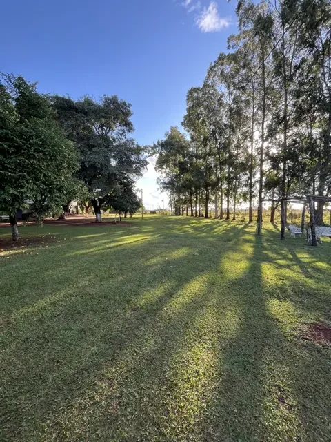 Sombras compridas dos eucaliptos sobre o gramado